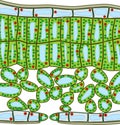 Sectional diagram of plant leaf structure.